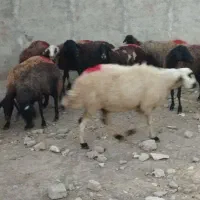 همه رقم گوسفند چاق گوشتی|حیوانات مزرعه|قزوین, |دیوار