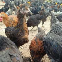 جوجه گلپایگانی/بلک استار بهترین تخمگذاری ومقاومت
