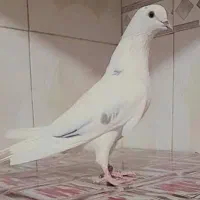 کبوتر پرش بالا به زمانت