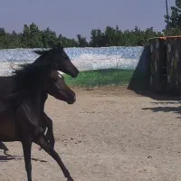 اسب عرب مصری