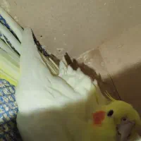 عروس هلندی رو تخم|پرنده|خرمدره, |دیوار