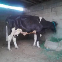 گاوشیری بدونه گوساله لیبه ۲ ماه ابستن
