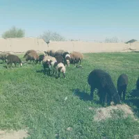 میش بز بره قوچ