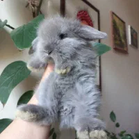 خرگوش های لوپی خانگی مسترمینی لوپ|موش و خرگوش|تهران, مرزداران|دیوار