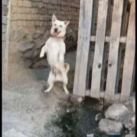 سگ پاکوتاه|سگ|اراک, |دیوار