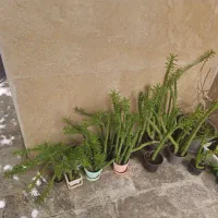 گیاه