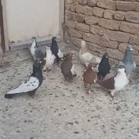 فروشی کبوتر سینه سیاه|پرنده|رشتخوار, |دیوار