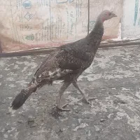 بوقلمون جوان نر سالم 4 عدد خروس جوان سالم