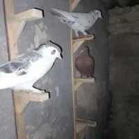 کبوتر جوانه|پرنده|گلبهار, شهر جدید گلبهار|دیوار