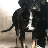 ماده سگ کن کورسو