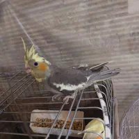 عروس هلندی|پرنده|تهران, چهارصد دستگاه|دیوار