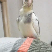 باسلام  عروس هلندی  گم شده