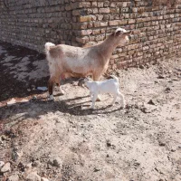 بز..|حیوانات مزرعه|فردوس (خراسان), |دیوار