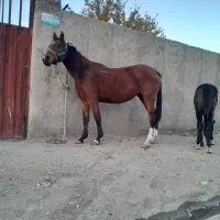 مادیان و کره|اسب و تجهیزات اسبسواری|بروجرد, |دیوار