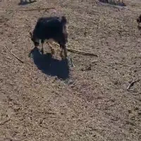 گوسفند داشتی بز|حیوانات مزرعه|سرچهان, |دیوار