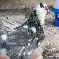 تخم مرغ گلین طوسی|حیوانات مزرعه|فیروزآباد (فارس), |دیوار