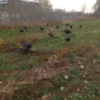 بوقلمون برنزه|حیوانات مزرعه|ابهر, |دیوار