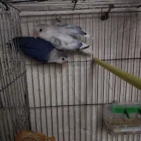 جفت کوتوله رنگ خاص و چند تا مرغ عشق