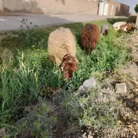 میش بدون بره