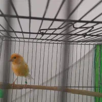 نر سرخ شلاقی