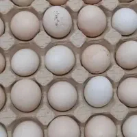 تخم مرغ محلی