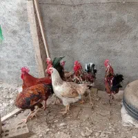 مرغ و خروس محلی و گلین|حیوانات مزرعه|سیجوال, |دیوار