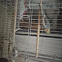 عروس هلندی|پرنده|نی‌ریز, |دیوار