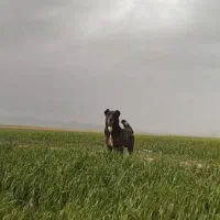 سگ گله ای جوان