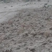 زمین خوشجا مناسب کارگاه.سوله خونه باغ .جلال اباد.|فروش زمین و ملک کلنگی|نجف‌آباد, جلال آباد|دیوار