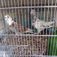 کفتر نرو ماده سرور