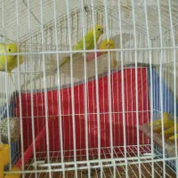 مرغ عشق نر|پرنده|نمین, |دیوار