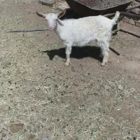 حیوانات مزرعه