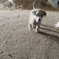 سگ خراسانی وپژدرماده