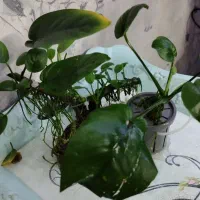 گیاه انوبیاس