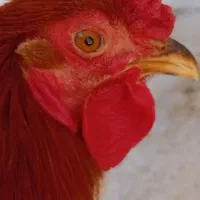 خروس چهل تاج ومحلی