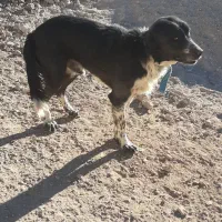 فروش چند قلاده سگ