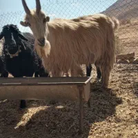 دوبور.چپش|حیوانات مزرعه|چنارود, |دیوار