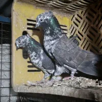 کبوتر پرشی|پرنده|فاضل آباد, |دیوار