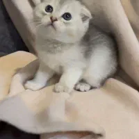 اسکاتیش کوچولو