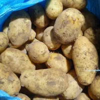 سیب زمینی درجه یک چلنجر