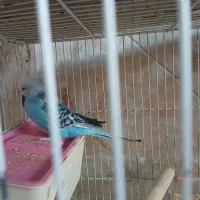 مرغ عشق انگلیسی|پرنده|قم, باغ شازده|دیوار