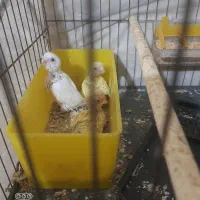 مرغ عشق با۳جوجه