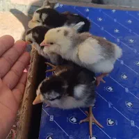 فروش جوجه گلین|حیوانات مزرعه|شیراز, عفیفآباد|دیوار