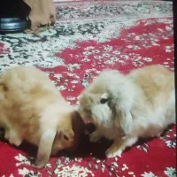 مولد خرگوش