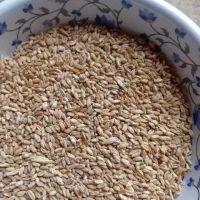 گندم خوراک دام