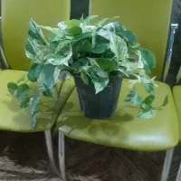 گل پتوس  زیبا وسالم|گل و گیاه طبیعی|ماسال, |دیوار