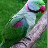 خریدار و فروش طوطی و پرنده کاسکوملنگو|پرنده|تهران, ارامنه|دیوار