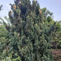 فروش کاج ابلق و پالم