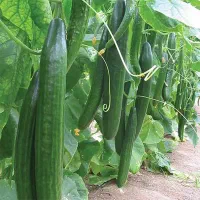 برداشت۲برابری خیار گلخانه ای/بدون کود شیمیایی