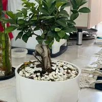 بونسای
